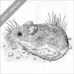 White-Footed Mouse