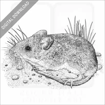 White-Footed Mouse