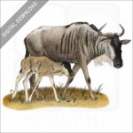 White-Bearded Wildebeest and young stock image