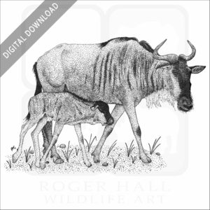 White-Bearded Wildebeest and young