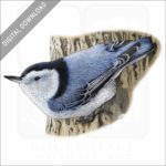White-Breasted Nuthatch stock image