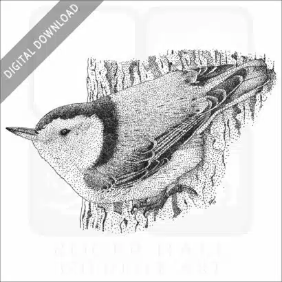 White-Breasted Nuthatch