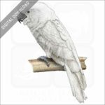 White Cockatoo stock image