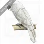 White Cockatoo stock image