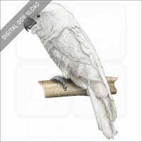 White Cockatoo stock image