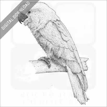 White Cockatoo