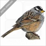 White-Crowned Sparrow stock image
