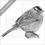 White-Crowned Sparrow