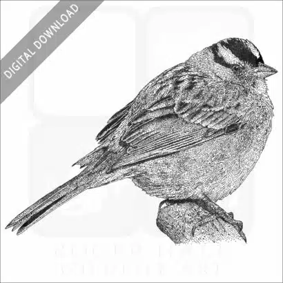 White-Crowned Sparrow