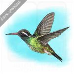 White-Eared Hummingbird stock image