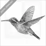 White-Eared Hummingbird