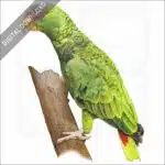 White-Fronted Amazon Parrot stock image