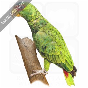 White-Fronted Amazon Parrot stock image