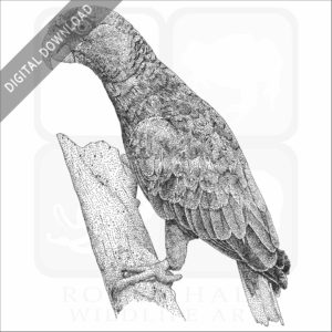 White-Fronted Amazon Parrot