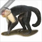 White-Headed Capuchin stock image