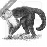 White-Headed Capuchin