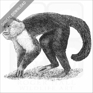 White-Headed Capuchin