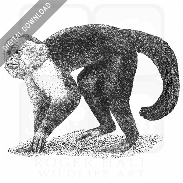 White-Headed Capuchin