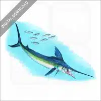 White Marlin stock image