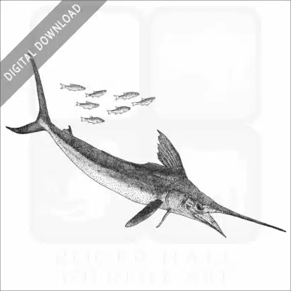 White Marlin