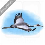 White-Naped Crane stock image