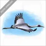 White-Naped Crane stock image