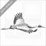 White-Naped Crane