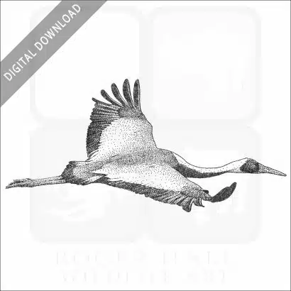 White-Naped Crane