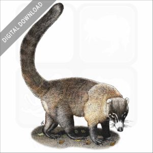 White-Nosed Coati stock image