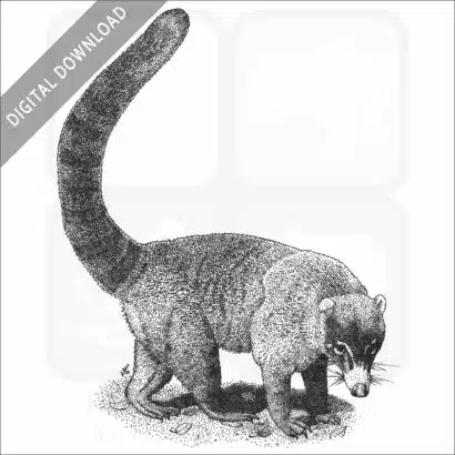 White-Nosed Coati