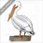 American White Pelican stock image