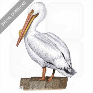 American White Pelican stock image
