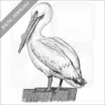 American White Pelican