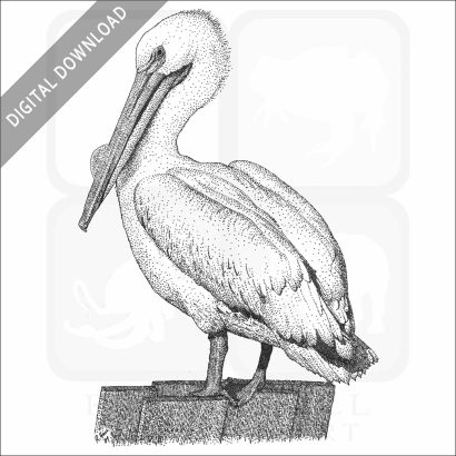 American White Pelican