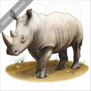 White Rhinoceros stock image