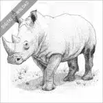 White Rhinoceros