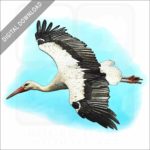 White Stork stock image