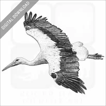 White Stork