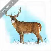 White-Tailed Deer stock image
