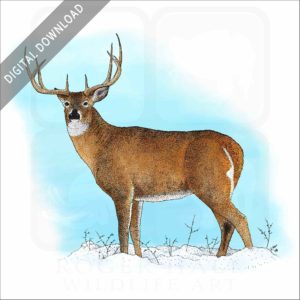 White-Tailed Deer stock image