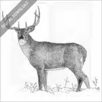 White-Tailed Deer