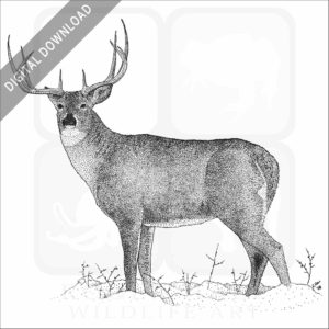 White-Tailed Deer