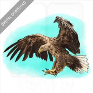 White-Tailed Eagle stock image