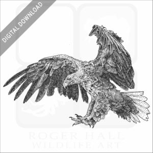White-Tailed Eagle