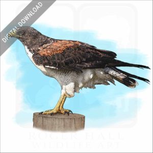 White-Tailed Hawk stock image