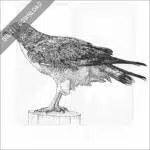 White-Tailed Hawk
