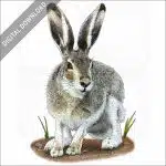 White-Tailed Jackrabbit