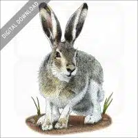 White-Tailed Jackrabbit