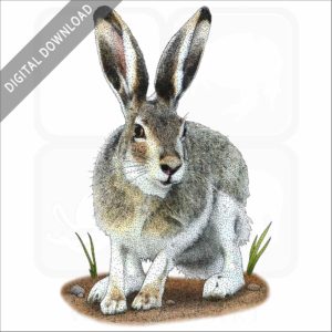 White-Tailed Jackrabbit