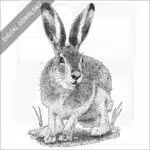 White-Tailed Jackrabbit